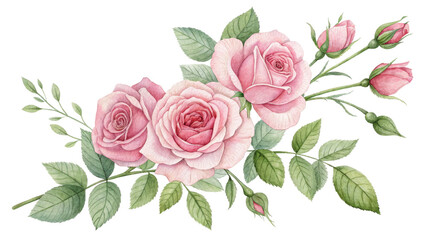 Naklejka premium Watercolor Pink Roses Bouquet, Isolated on White Background, Floral Composition, Botanical Illustration, Romantic Design roses, watercolor, bouquet, floral