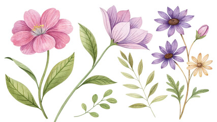 Fototapeta premium Watercolor Floral Composition Pink and Purple Flowers, Isolated on White Background, Botanical Illustration, Spring Design Watercolor, Floral, Botanical, Spring