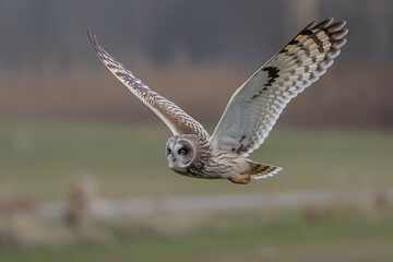 Fototapeta premium Owl mid flight, sharp eyes, blurred grassy background