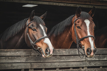 Obraz premium Groom cares for horses in daylight stable