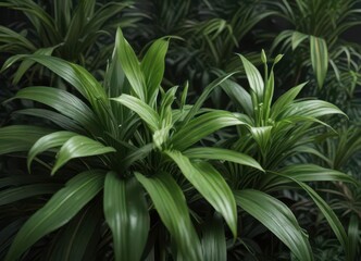Fototapeta premium Vibrant green spider plant leaves, lush foliage , houseplants, indoor photography, still life photography