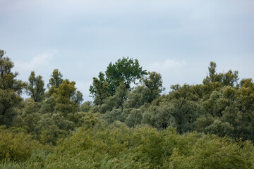 Dense foliage covers a hillside, with varied shades of green trees and shrubs.  Light sky suggests a partly cloudy day.