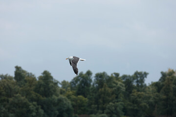 A black-and-white seagull soars through a pale sky, above a blurred backdrop of trees.
