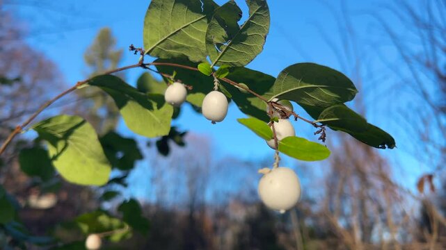 A branch of a symphoricarpos bush with decorative white berries blooming in autumn. Used for Christmas decor.