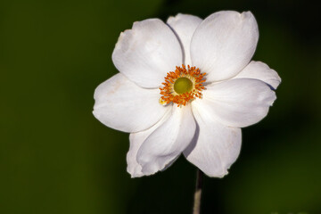 Anemone