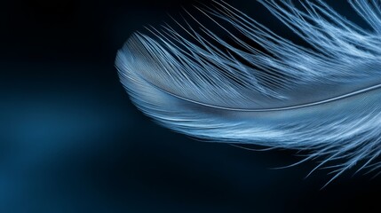 A blue feather on a black background