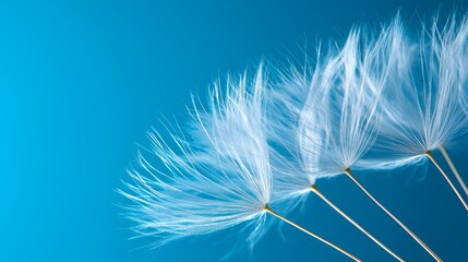 A bunch of white dandelion seeds blowing in the wind