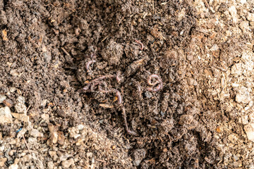 Worms in Organic Soil in San Juan de Lurigancho, Lima, Peru