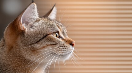 A close up of a cat looking out of a window