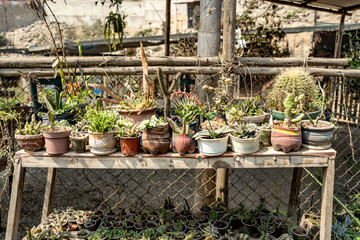 Various Young Plant in Recycled Pots on a Wood Table in a Greenhouse Nursery