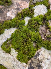 Green moss covering a grey stone 
