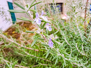 Flowering rosemary bush in the garden in autumn. Blue flowering rosemary. spice