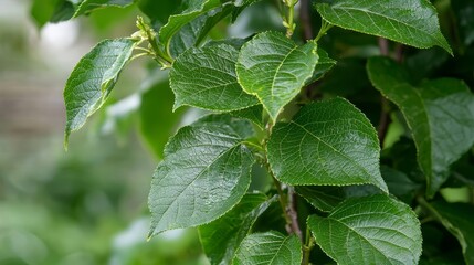 A close up of a tree branch with green leaves
