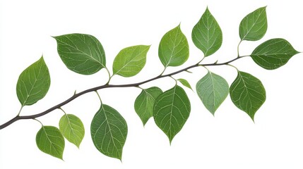 Naklejka premium A branch with green leaves on a white background