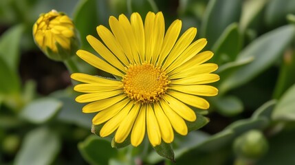 Obraz premium A yellow flower with green leaves in the background