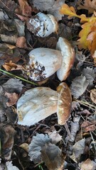 Mushrooms boletus idulis 
