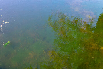 Green algae blooming in polluted river water with tree reflection
