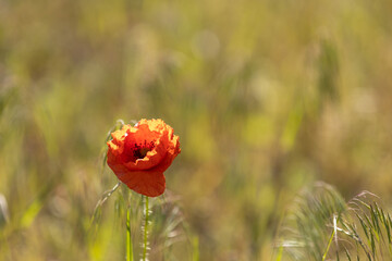 Red poppy blooming in a green field in spring