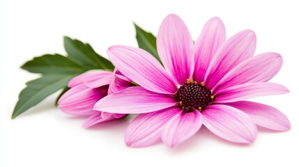 Fototapeta premium A pink flower with green leaves on a white background