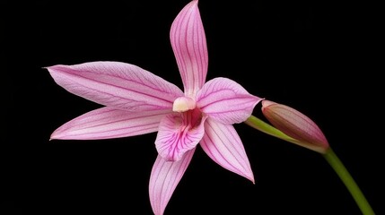 Fototapeta premium A single pink flower on a black background