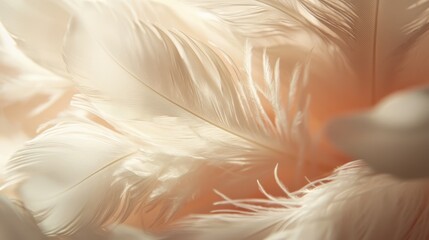 Fototapeta premium A close up of a bunch of white feathers