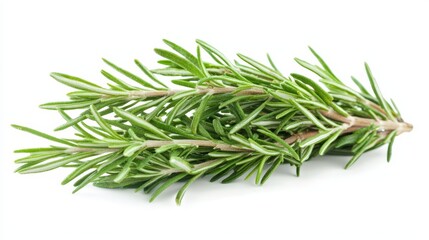 A bunch of fresh rosemary on a white background