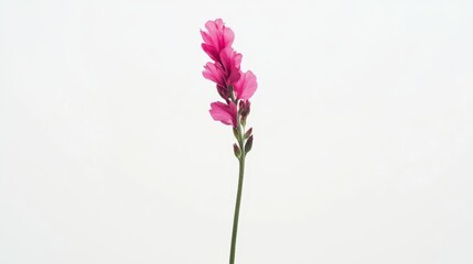 A single pink flower on a stem against a white background