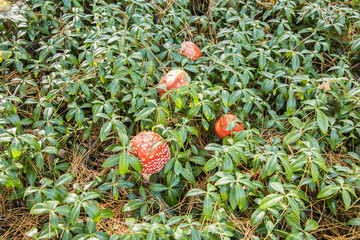 Kompozycja z czerwonych muchomorów na łące © arekzet62