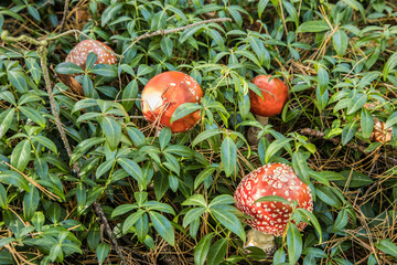 Kompozycja z czerwonych muchomorów na łące