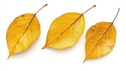 Three yellow leaves on a white background