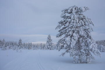 Winter landscape in Pallas Yllastunturi National Park, Lapland, Finland