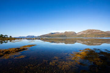 Autumn landscape in Lofoten Islands, Northern Norway, featuring colorful foliage, and a peaceful fjord.