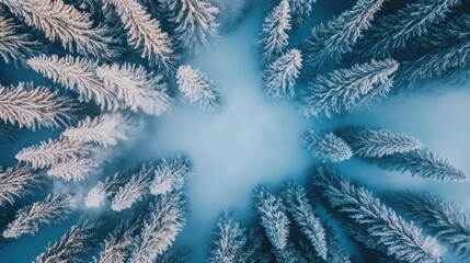 Aerial view of snow-covered pine forest in winter fog.
