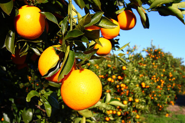 Orange groves of Florida on a sunny day