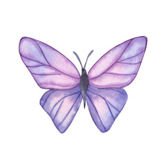 Watercolor hand drawn spring lilac butterfly.