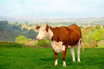 Brown and white bull in a field