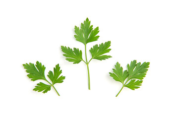 Fresh parsley leaves on white background