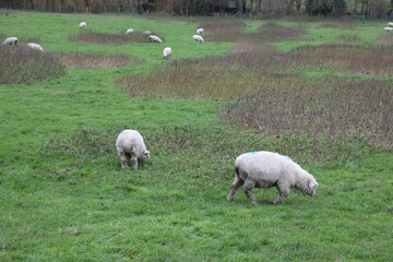Fototapeta premium Field of sheep in the village of Bridge, near Canterbury, Kent.
