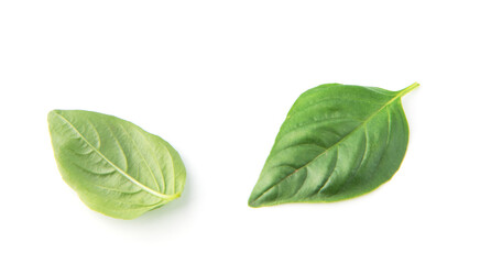 Fresh organic basil leaves, isolated on white background.