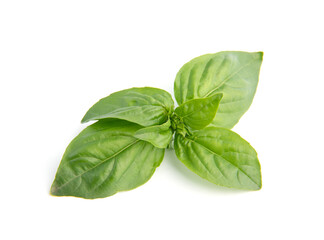 Fresh green basil leaves, isolated on white background.