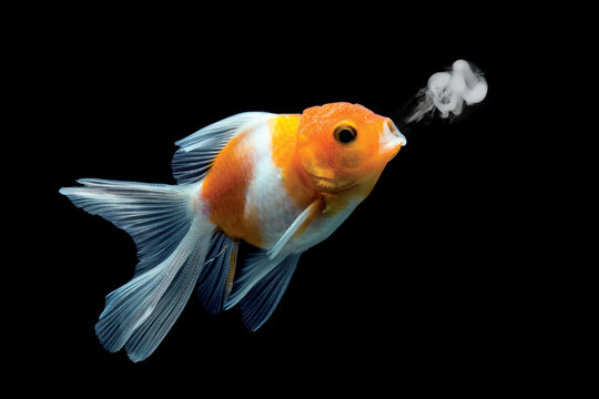 Close-up of an orange and white Goldfish blowing a smoke ring