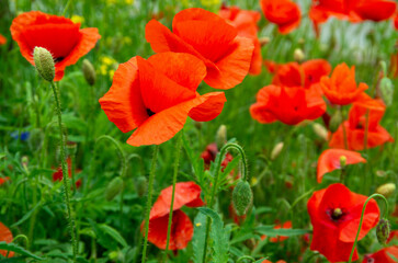 Obraz premium Wild poppies growing in a spring field