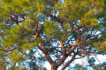 Pine branches against the background