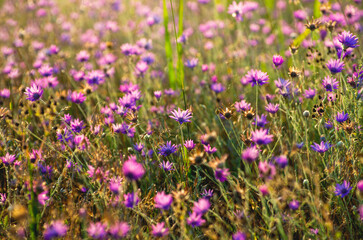 Obraz premium Everlasting, Immortelle or Xeranthemum annuum