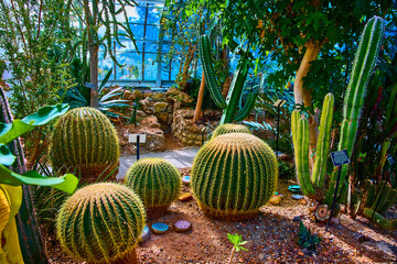 Golden Barrel Cacti in Lush Conservatory Eye Level View