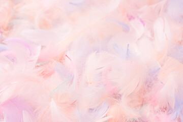 Fototapeta premium Colorful feather background, top view.