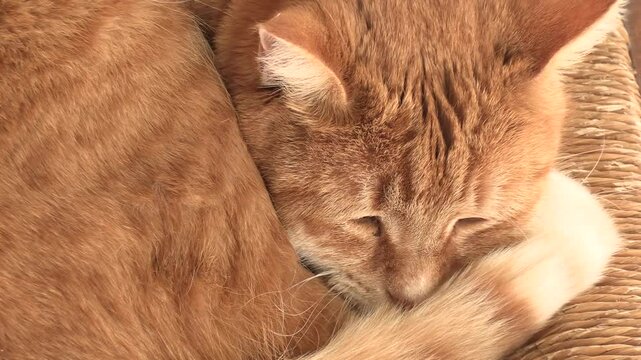 chat roux couch&eacute; sur une chaise 
