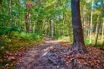 Autumn Forest Path Mt Airy with Eye Level Perspective