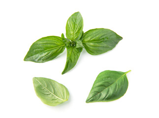 Fresh green basil leaves, isolated on white background.