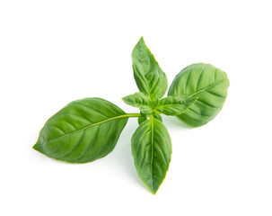 Fresh green basil leaves, isolated on white background.